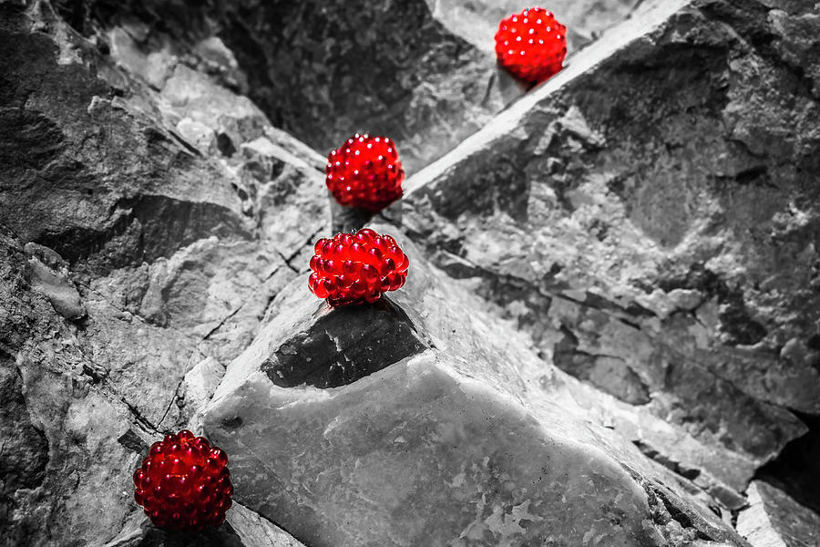 Berries On The Rocks Photograph