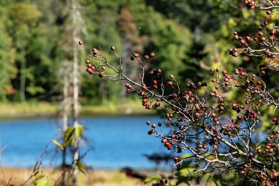 Berries overhang ing lake Photograph by Nathan Wasylewski