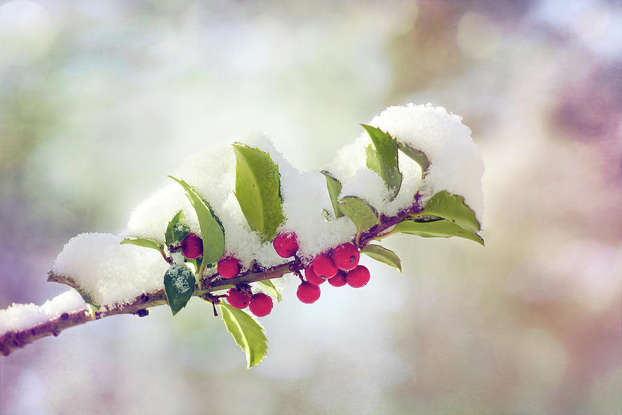 Berry Beautiful Photograph by Kathi Mirto