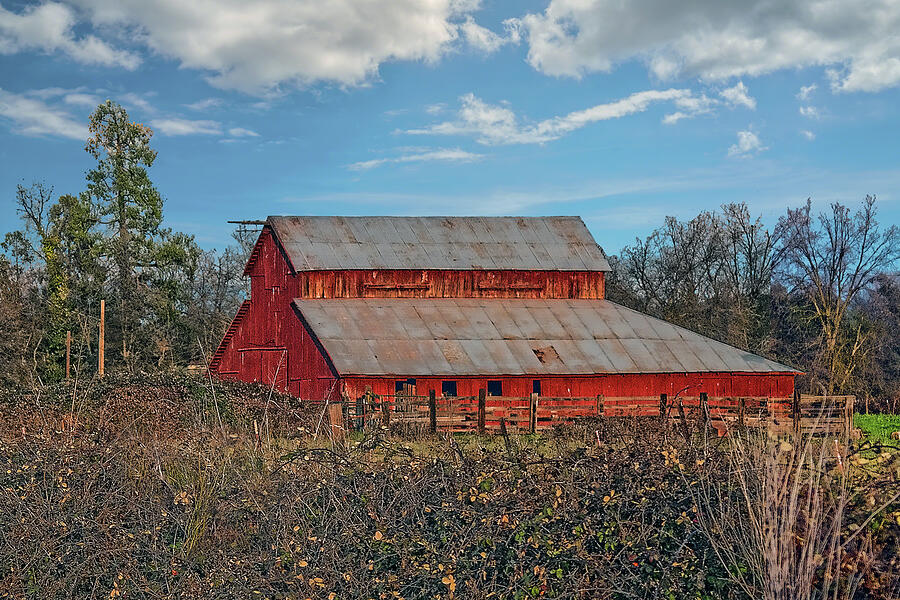 Berry Bushes Barn Photograph by William Havle