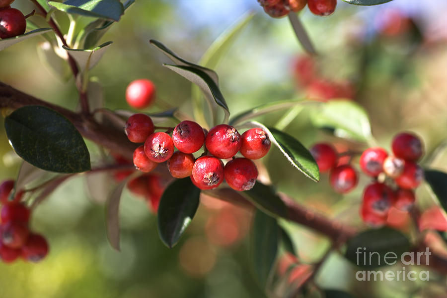 Nature Photograph - Berry Delight by Joy Watson