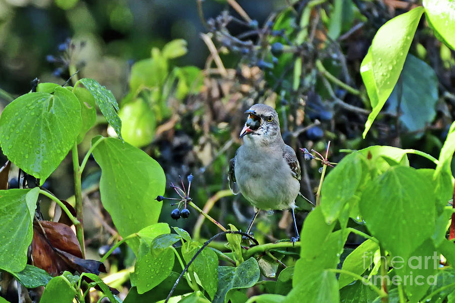 Berry in the Beak Photograph by Amazing Action Photo Video