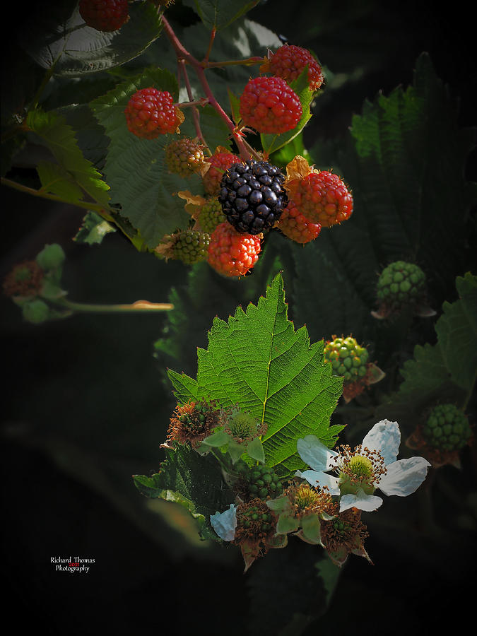 Berry Productive Photograph by Richard Thomas