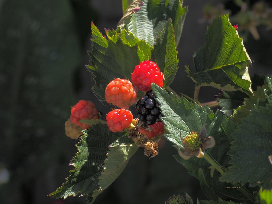 Berry Summer Photograph by Richard Thomas