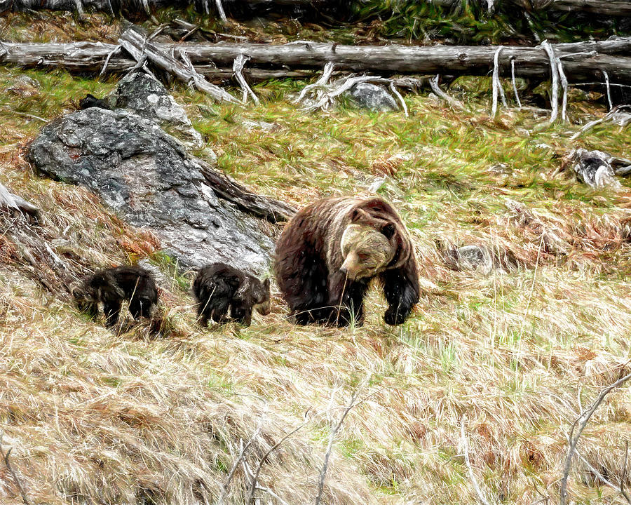 Beryl Springs Mom Grizzly and Cubs painterly Photograph by Belinda Greb