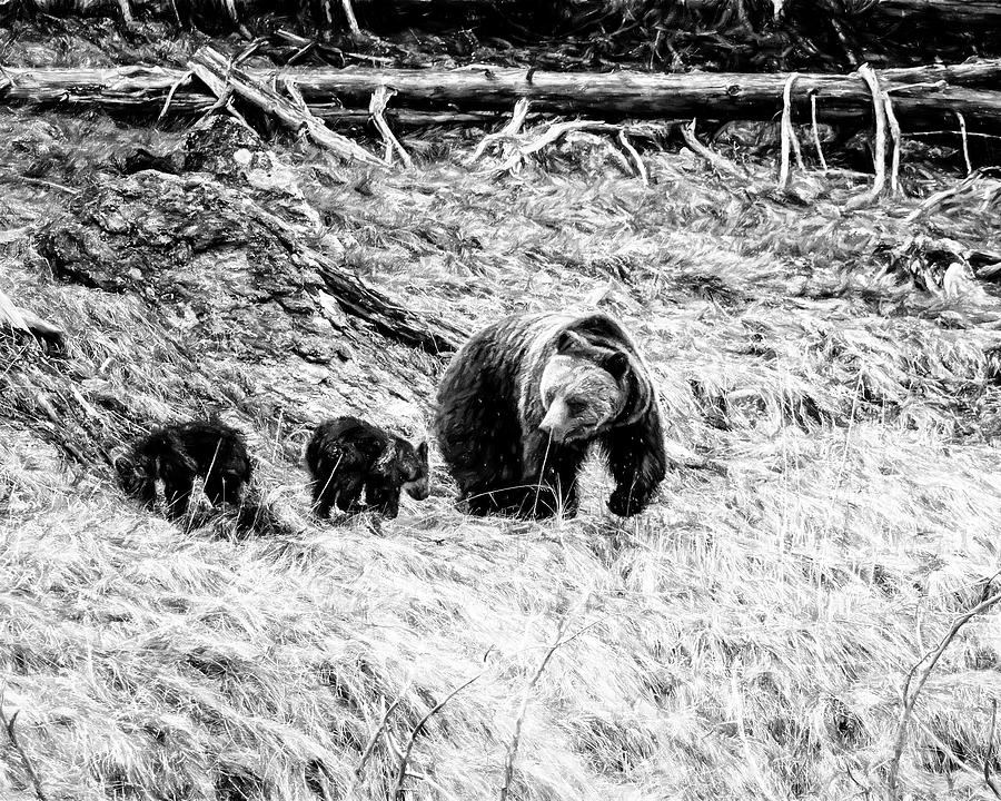Beryl Springs Mom Grizzly and Cubs painterly bw Photograph by Belinda Greb