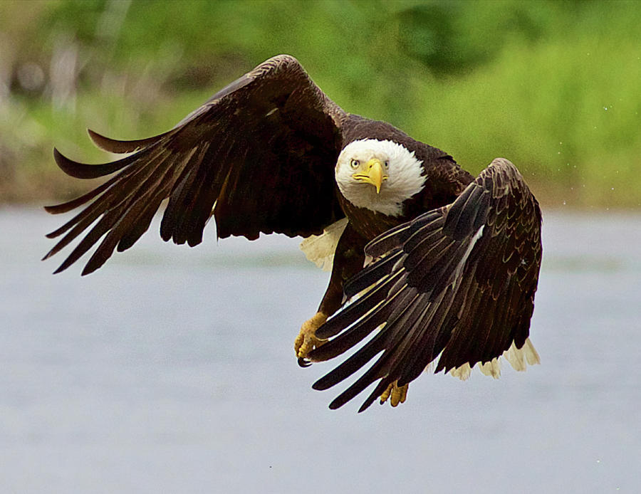 Best Bald Eagle Photograph by Pat Ford - Fine Art America