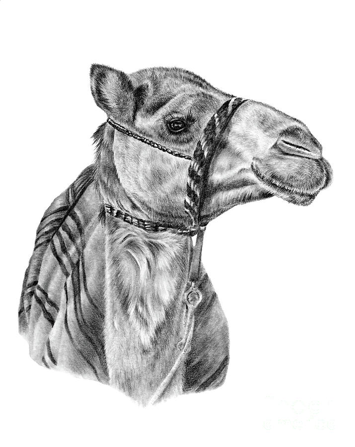 Camels a sketch by hand pencil drawing Royalty Free Vector