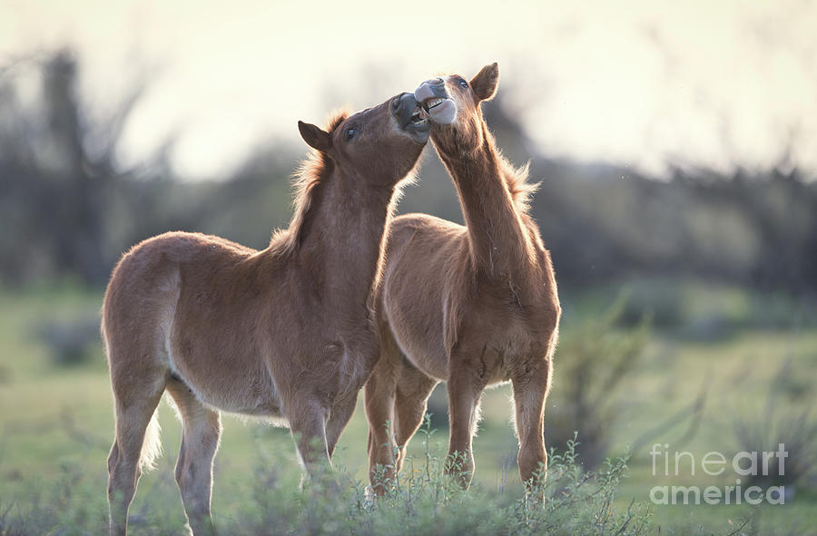 Best Buds Photograph by Shannon Hastings