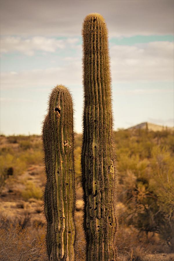 Best Cactus Friends Photograph by Go and Flow Photos