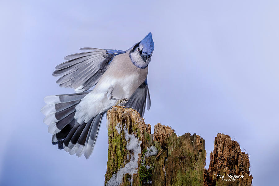 Blue Jay Babies by Peg Runyan