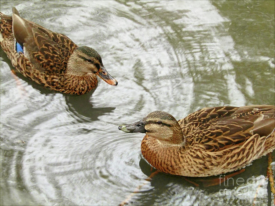 Best Friends Photograph By Kim Tran - Fine Art America