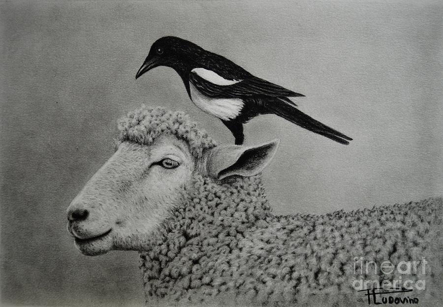 Sheep Drawing - Best friends by Paula Ludovino