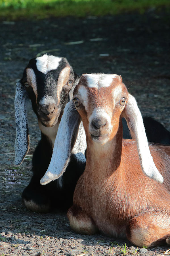 Goats Photograph - Best Friends by Robin Lea Thompson Goats Photograph - Best Friends by Robin Lea Thompson