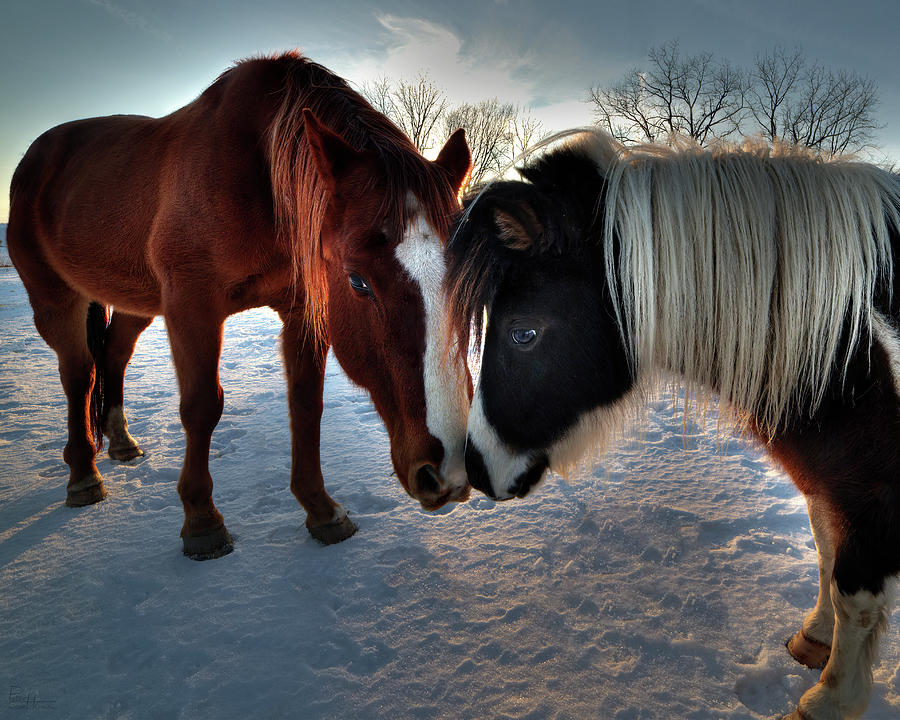 Best Friends - two horses showing each other some affection in winter sunset Photograph by Peter Herman
