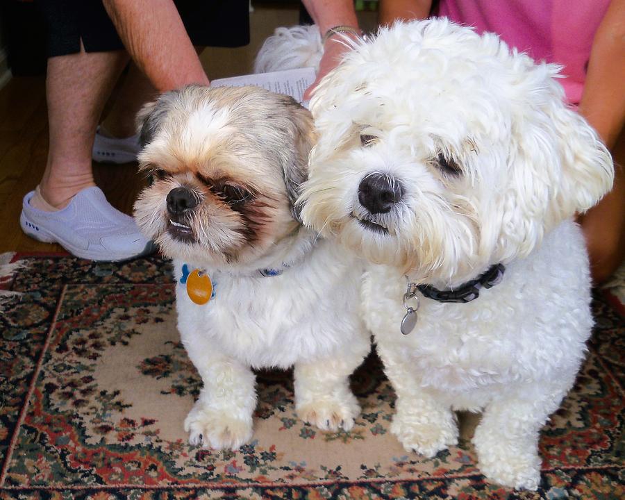 Best Puppy Friends Photograph By Michael Vanpatten - Pixels