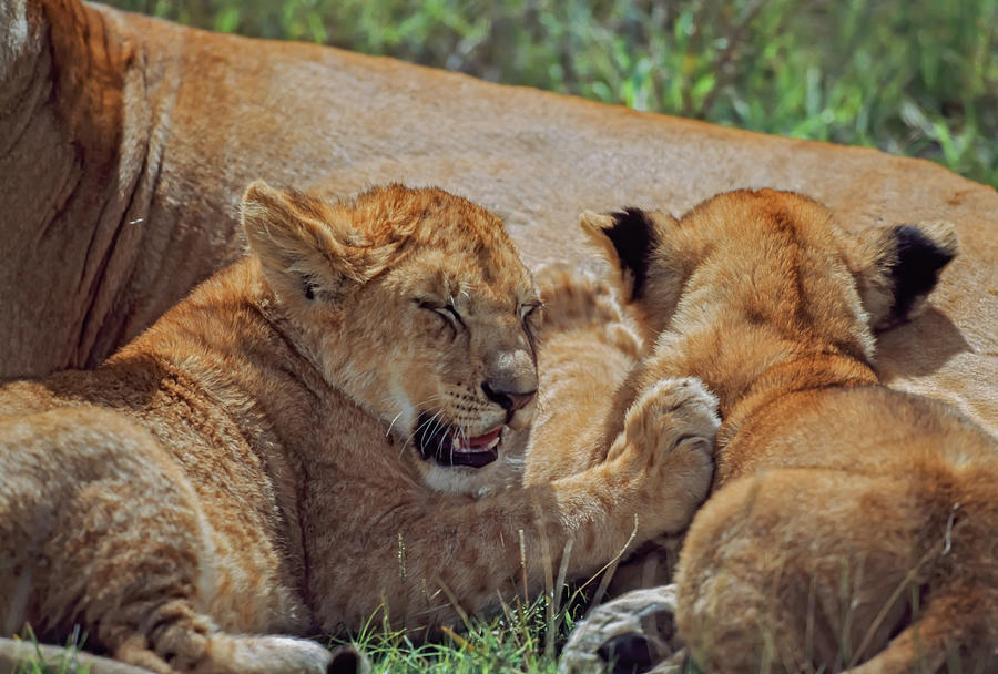 Best Times With Mom Photograph by David Ponton - Fine Art America