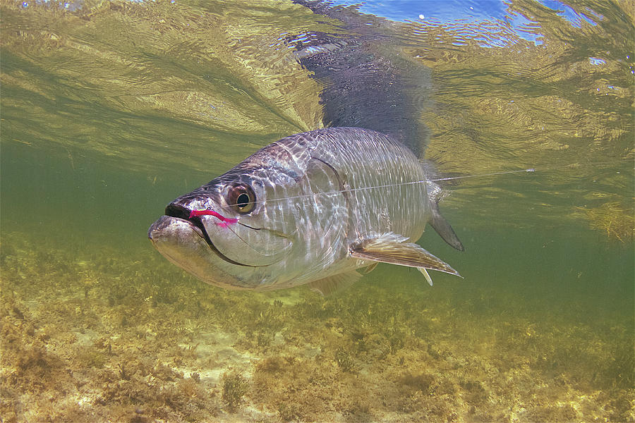 Pat Ford Tarpon Rising Fishing Shirt