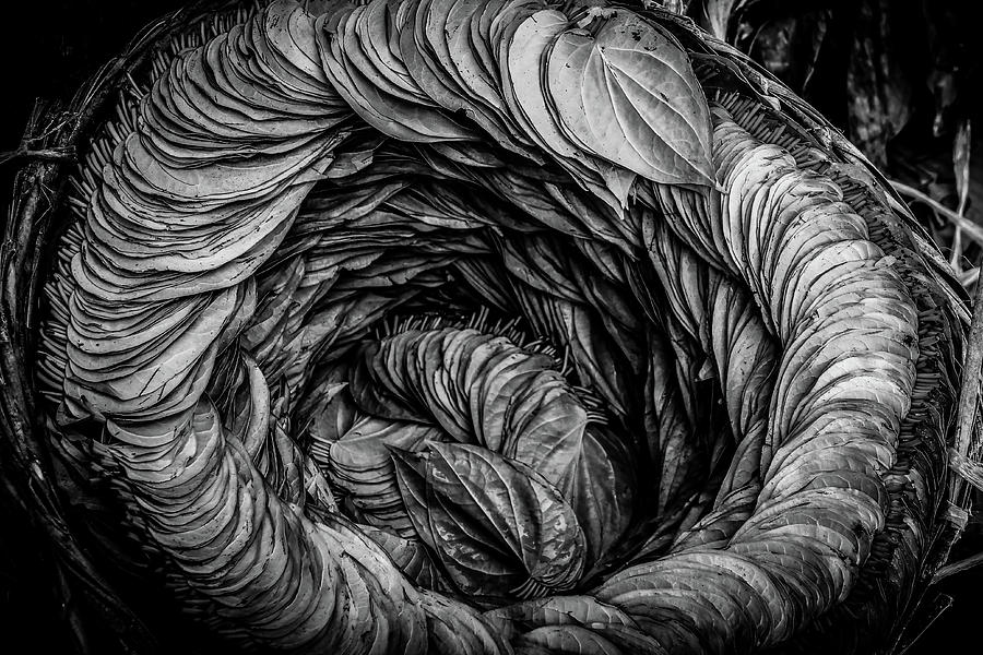 Betel Leaves Detail Photograph by Joshua Van Lare