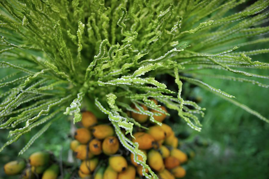 Betel Palm Flowers And Nuts Photograph