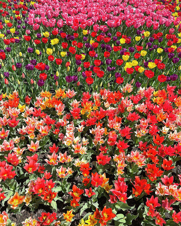 Bethany Beach Tulips Photograph by Bill Swartwout
