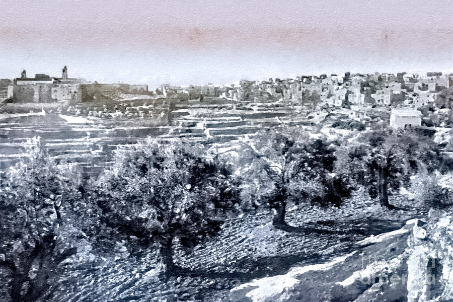Bethlehem Olive Trees in 19th Century Photograph by Munir Alawi