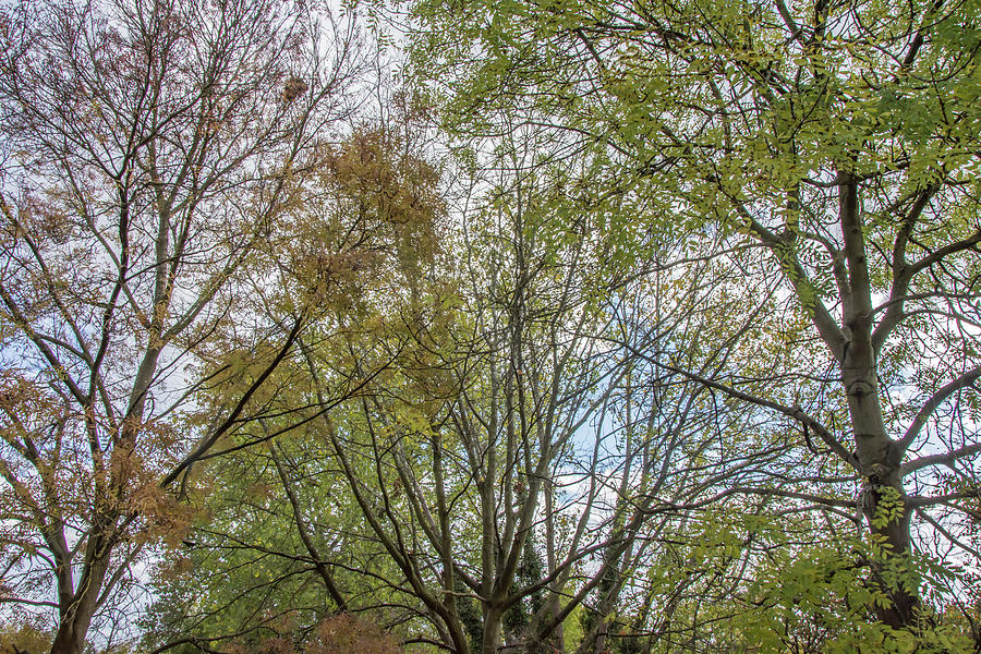 Bethune Park Trees Fall Photograph by Edmund Peston