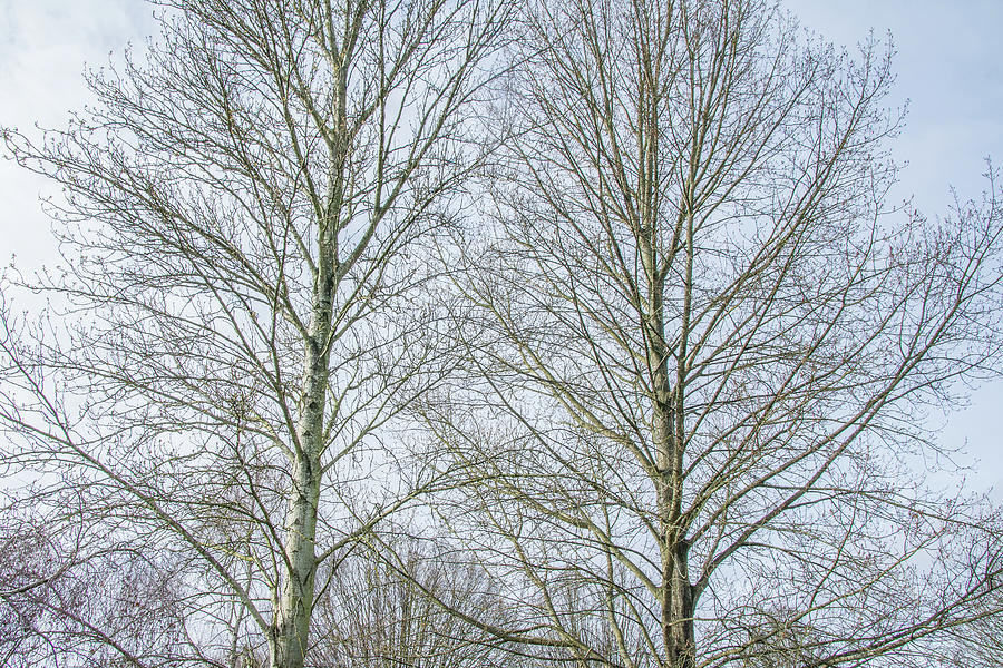 Bethune Park Trees Winter Photograph by Edmund Peston