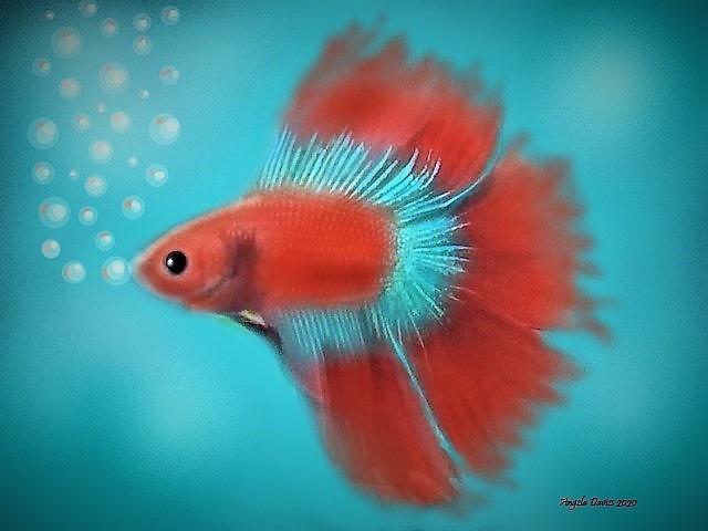 Betta Bubbles Painting by Angela Davies