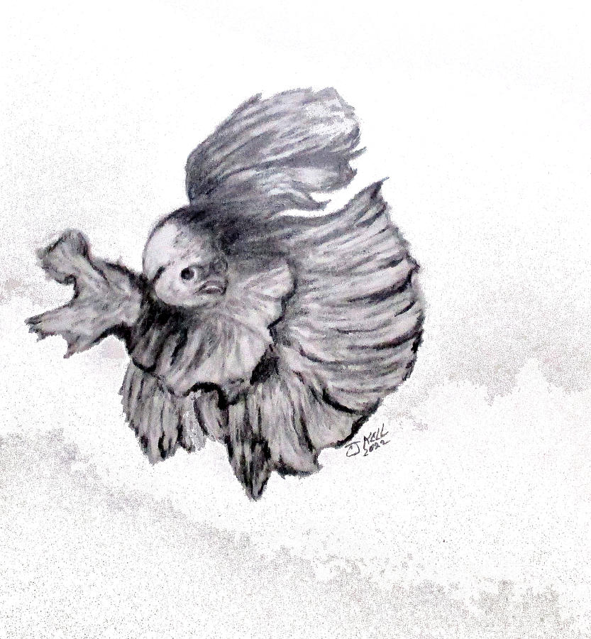 Betta Fish Sketch Drawing by Clyde J Kell