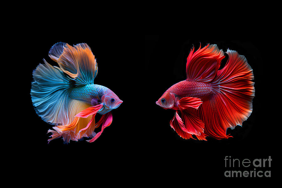 Betta splendens, Siamese fighting fishes Photograph by Delphimages Photo Creations