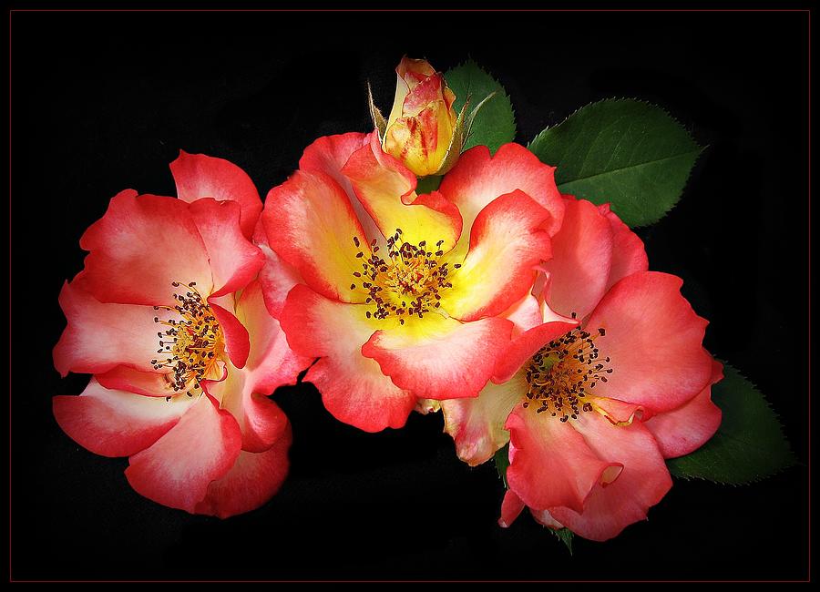 Betty Boop Bouquet Photograph by Stan V Griep