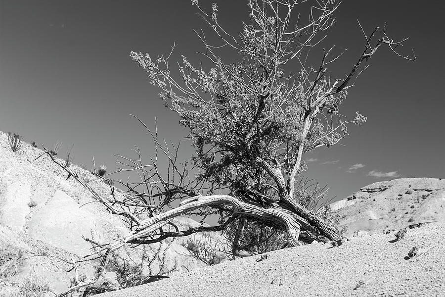 Big Bend National Park-007-M Photograph by David Allen Pierson Big Bend National Park-007-M Photograph by David Allen Pierson