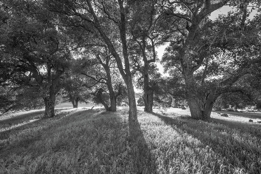 Between the Oaks Photograph by Alexander Kunz