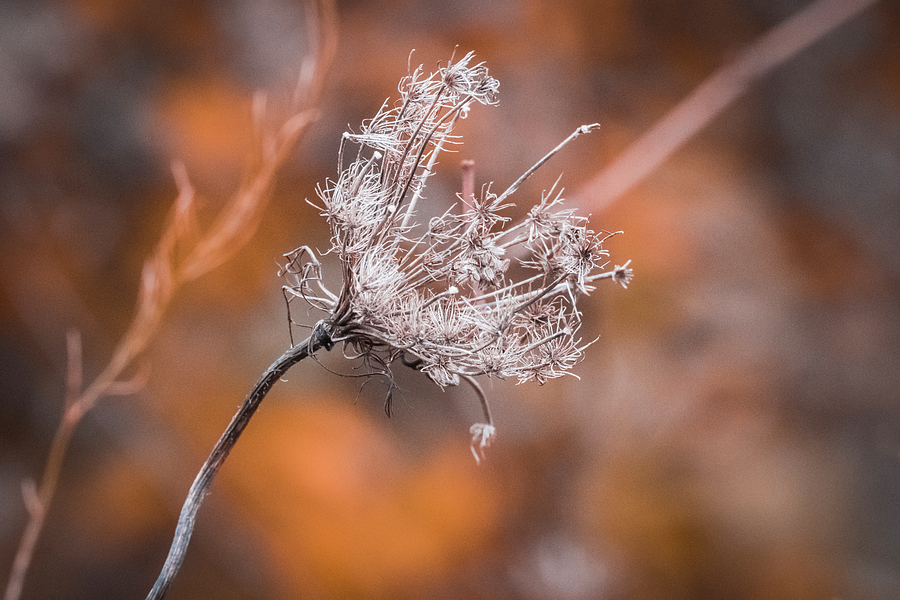 Between the Seasons Photograph by Christi Kraft
