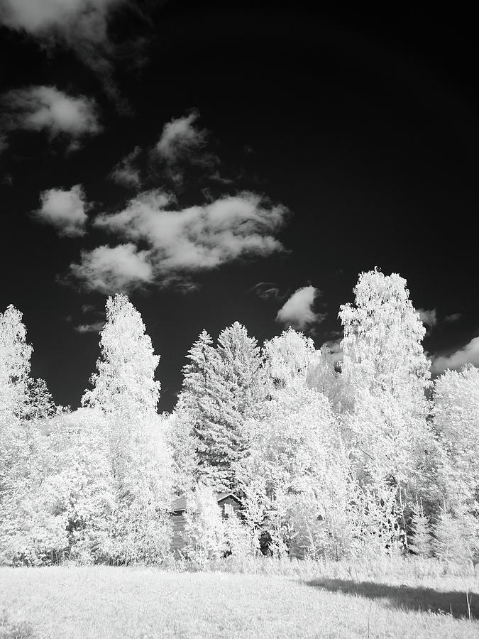 Between the trees its hiding. Infrared bw photography Photograph by Jouko Lehto