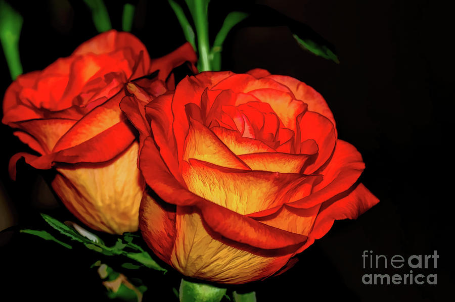 Rose Photograph - Between Two - Circus Roses by Diana Mary Sharpton