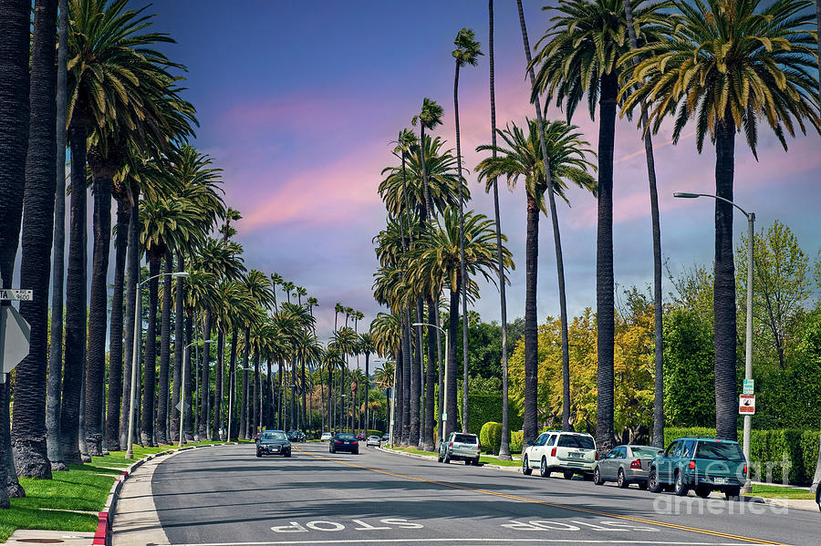 Beverly Hills Palm Trees Photograph by David Zanzinger