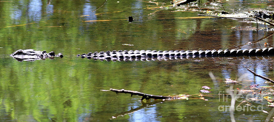 Beware Alligator 0378 Photograph by Jack Schultz
