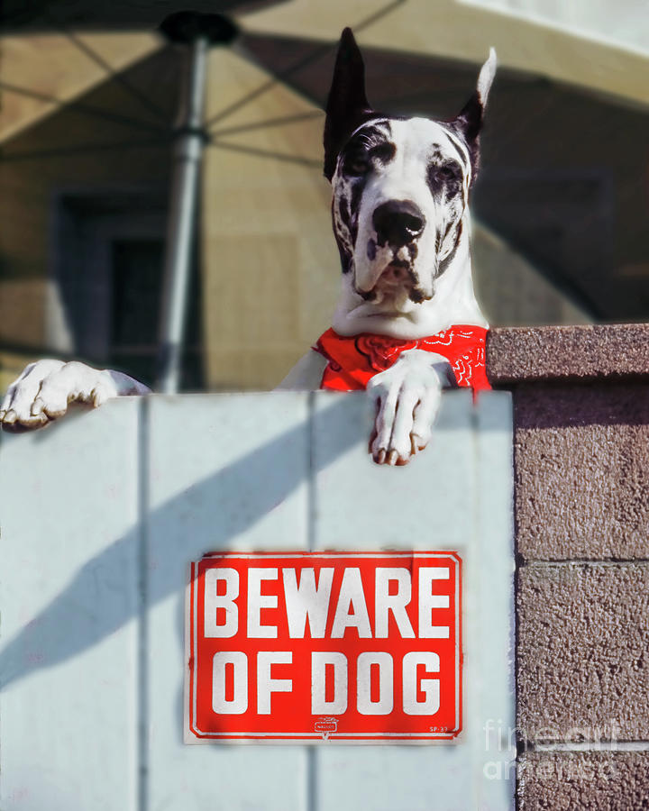 Beware Of Dog Photograph by Don Schimmel