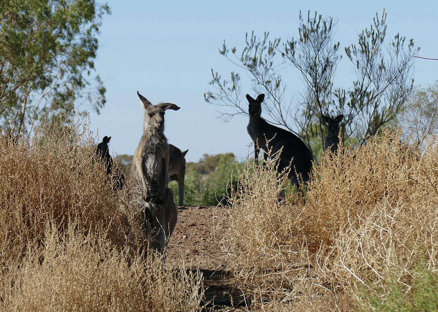 Beware of the Kangaroo Posse Photograph by Maryse Jansen