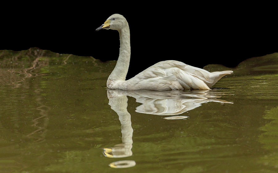 Bewicks Swan 05 Photograph by Jim Dollar