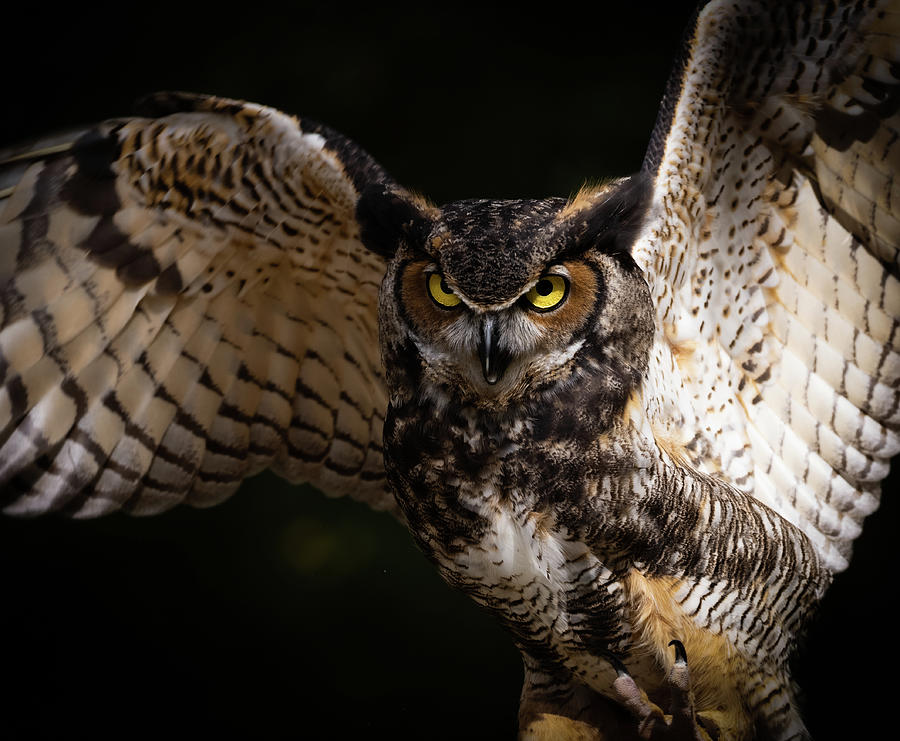 Bewitching Great Horned Owl Photograph By Deborah Roy - Fine Art America