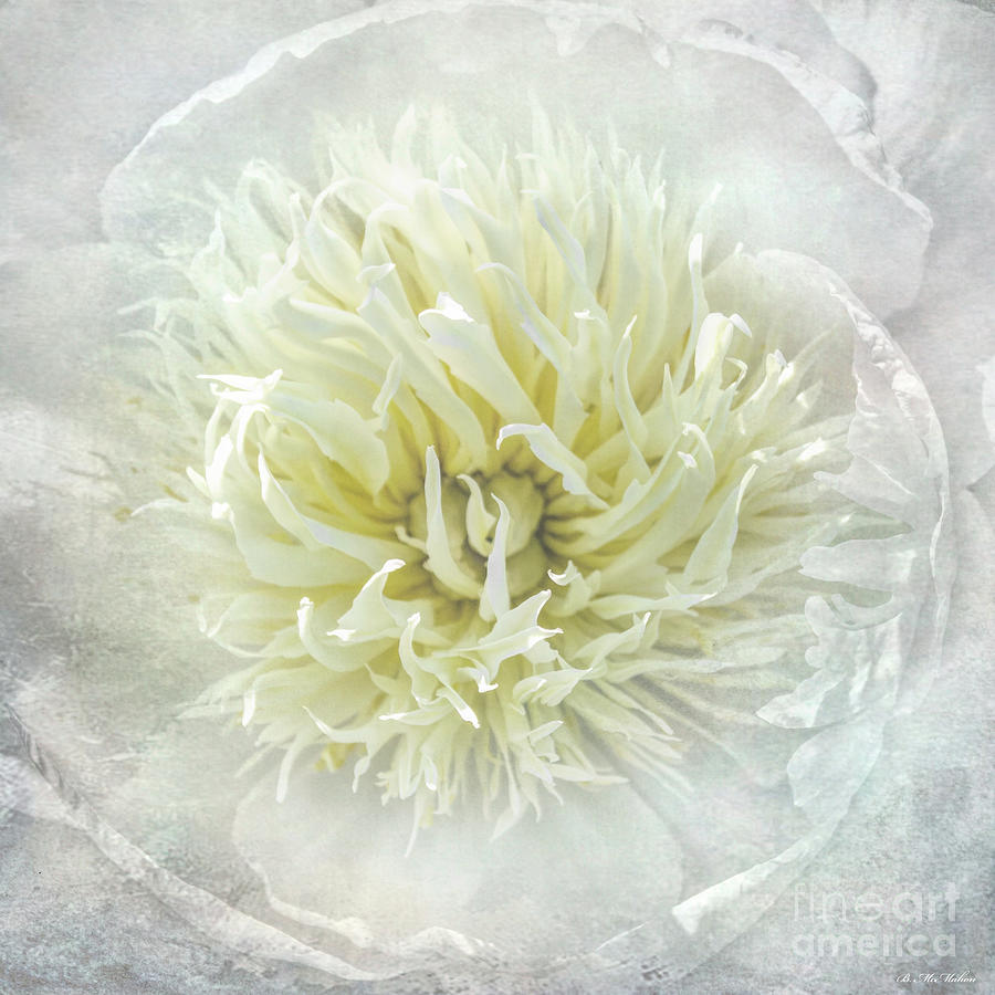 Flowers Still Life Photograph - Beyond Delicate White Peony by Barbara McMahon