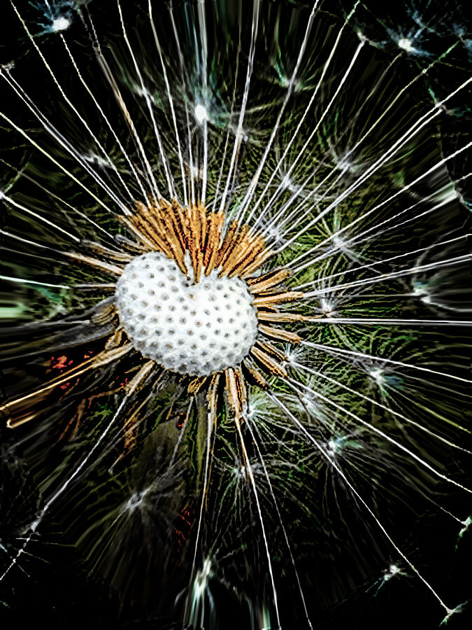 Abstract Photograph - Beyond the Dandelion by Ali Bailey