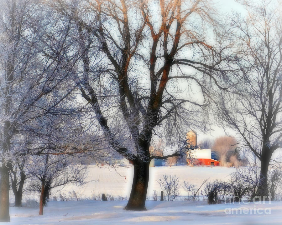 Beyond The Frosted Tree Photograph by Kathy M Krause
