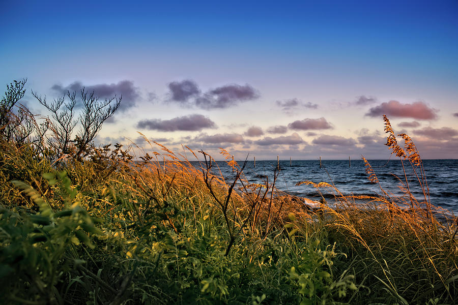 Beyond the Sea Oats Photograph by Robert Stanhope