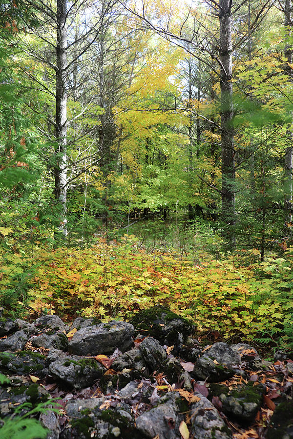 Beyond the Stone Fence Photograph by David T Wilkinson