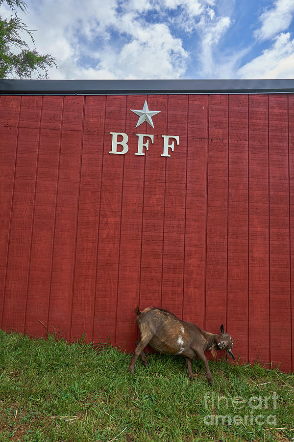 BFF Photograph by Brian Kamprath
