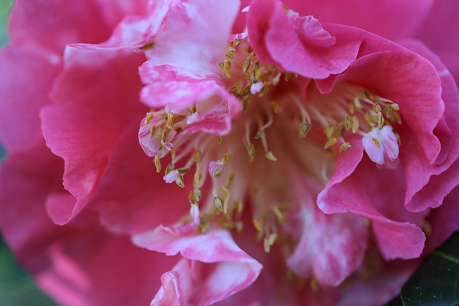 Bi-Color Camellia Photograph by Mingming Jiang